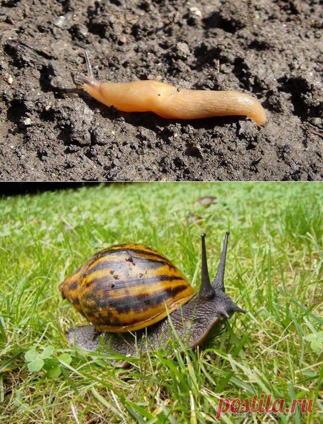 Моллюски на огороде: борьба со слизнями