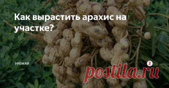 Как вырастить арахис на участке? Арахис несложно вырастить на участке. На его вызревание нужно около 120 теплых дней. Для центральной полосы придется сначала вырастить рассаду, чтобы успеть застать все теплые дни.
Арахис относится к семейству бобовых, только стручки созревают под землей. Поэтому почва нужна максимально рыхлая и воздушная. В грядку насыпаем не жалея песок, перегной и компост. Можно добавить прелых опилок.
Приобрес
