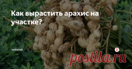 Как вырастить арахис на участке? Арахис несложно вырастить на участке. На его вызревание нужно около 120 теплых дней. Для центральной полосы придется сначала вырастить рассаду, чтобы успеть застать все теплые дни.
Арахис относится к семейству бобовых, только стручки созревают под землей. Поэтому почва нужна максимально рыхлая и воздушная. В грядку насыпаем не жалея песок, перегной и компост. Можно добавить прелых опилок.
Приобрес