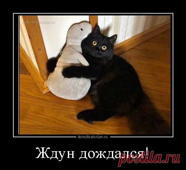 Новые прикольные картинки в чёрной рамке