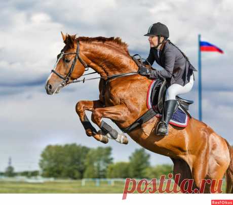 Фото: Конкур. Фотограф Сан Саныч. Спорт - Фотосайт Расфокус.ру