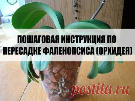 ПОШАГОВАЯ ИНСТРУКЦИЯ ПО ПЕРЕСАДКЕ ФАЛЕНОПСИСА( ОРХИДЕЯ)
Мы эту информацию собирали по крупицам, сохраняйте для себя и делитесь с друзьями. Старались для вас, дорогие). В интернете такого не найдете.
Шаг 1
Достаньте орхидею из горшка и положите её в широкий таз. Чтобы вам легче было вытащить орхидею, помните слегка стенки горшка. Если это не поможет – аккуратно, чтобы не повредить воздушные корни фаленопсиса, разрежьте или разбейте старый горшок.
Обычно, чем сильнее развита...