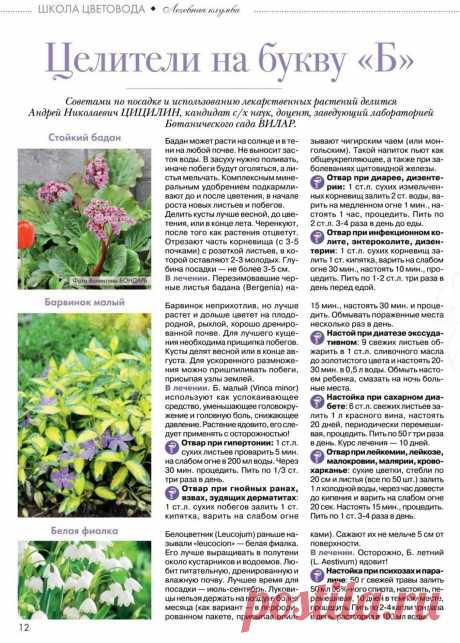 Бадан. Барвинок малый. Белая фиалка