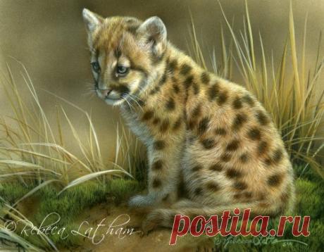 Выставка новых работ для Фонда рака молочной железы | Картины дикой природы и природы Ребекки Лэтэм