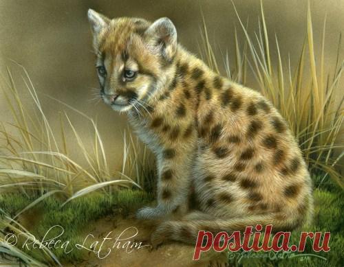 Выставка новых работ для Фонда рака молочной железы | Картины дикой природы и природы Ребекки Лэтэм