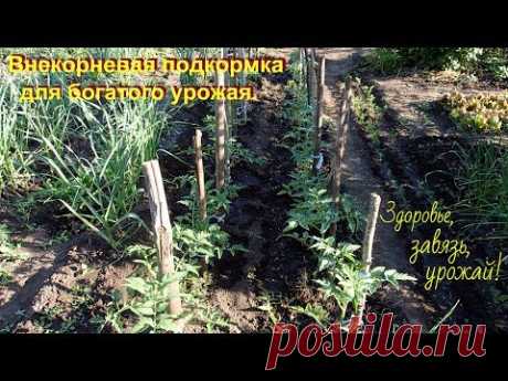 Супер подкормка для хорошего урожая томатов и всех растений.
