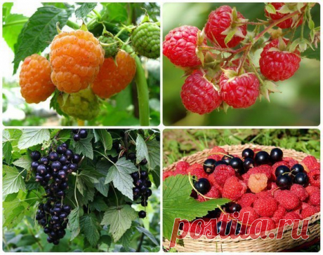 Как получать супер-урожаи смородины и малины 

Нет ничего лучше - как получать каждый сезон достойные урожаи! Приятно собирать полную корзину сочной малины, полезной смородины! Но, у всех ли получается добиваться высоких урожаев? Ведь чего там скрывать, многие дачники довольствуются очень скромными сборами ягод. Разобраться в причине неудач, самостоятельно им тяжело - не хватает знаний. 
Показать полностью…