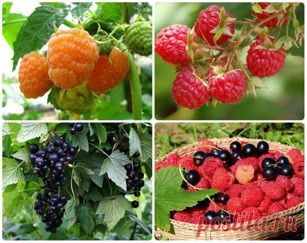 Как получать супер-урожаи смородины и малины 

Нет ничего лучше - как получать каждый сезон достойные урожаи! Приятно собирать полную корзину сочной малины, полезной смородины! Но, у всех ли получается добиваться высоких урожаев? Ведь чего там скрывать, многие дачники довольствуются очень скромными сборами ягод. Разобраться в причине неудач, самостоятельно им тяжело - не хватает знаний. 
Показать полностью…