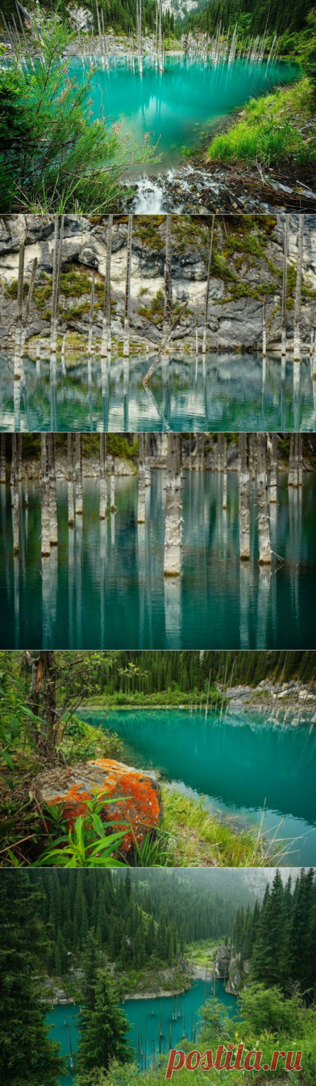 (+1) тема - Удивительный затонувший лес: озеро Каинды | Среда обитания