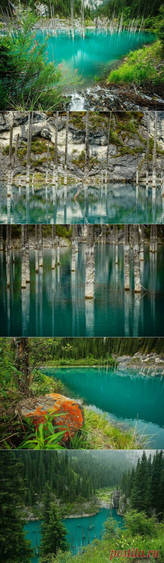 (+1) тема - Удивительный затонувший лес: озеро Каинды | Среда обитания