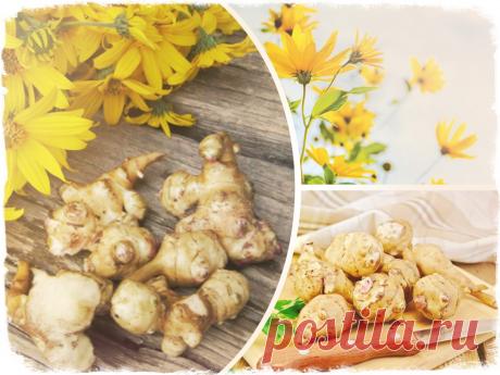 Чем полезен топинамбур для красоты и нашего здоровья