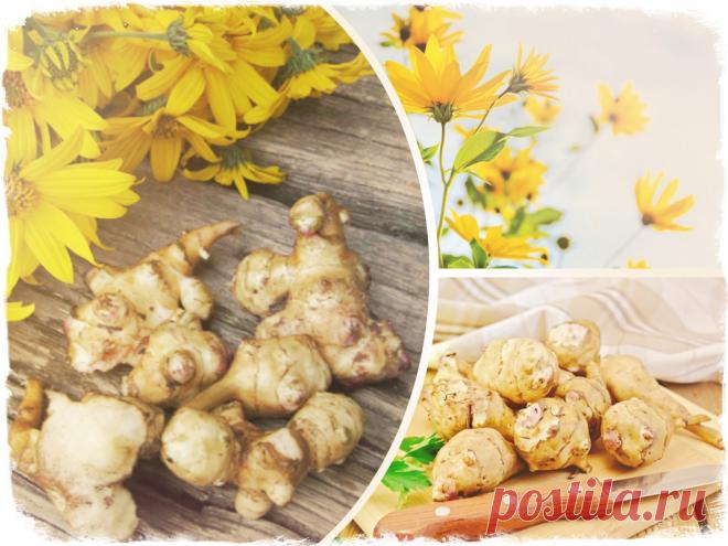 Чем полезен топинамбур для красоты и нашего здоровья