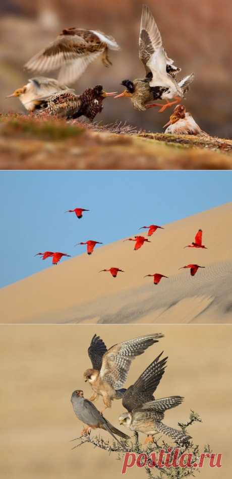 Работы победителей конкурса «Фотограф дикой природы года» (Wildlife Photographer of the Year 2015) — Фотоискусство