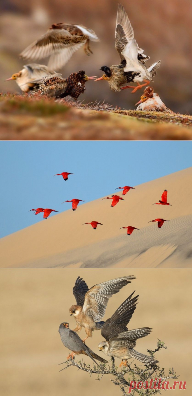 Работы победителей конкурса «Фотограф дикой природы года» (Wildlife Photographer of the Year 2015) — Фотоискусство