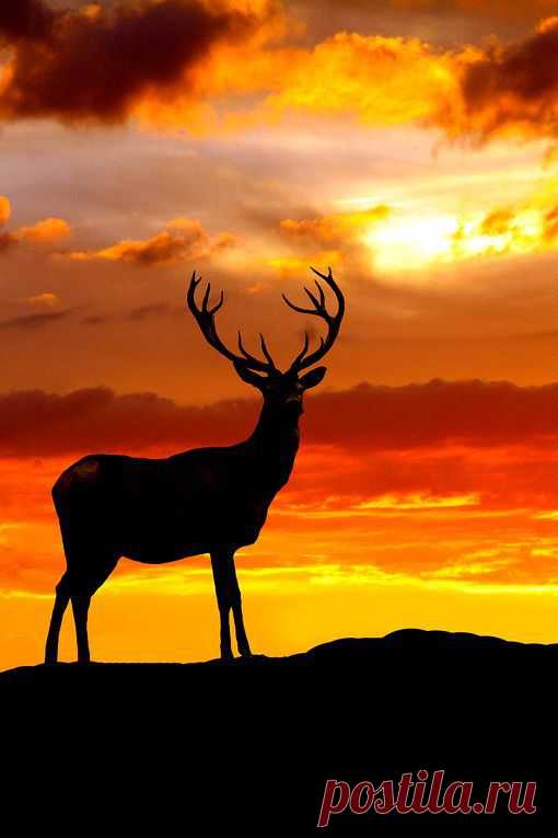 Sunset: Discover and save creative ideas