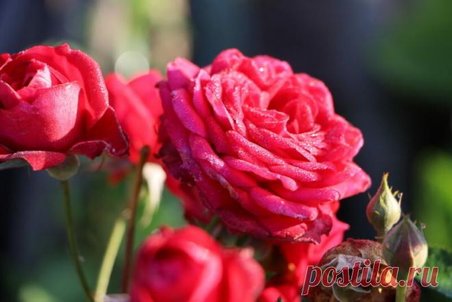 Канадские розы — находка для холодных регионов. 5 шикарных сортов | Азбука огородника | Яндекс Дзен