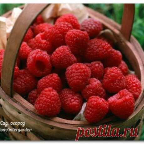 Что сделать, чтобы малина стала крупнее?