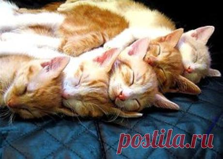 Кото-колье