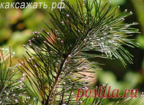 Удобрение хвоей