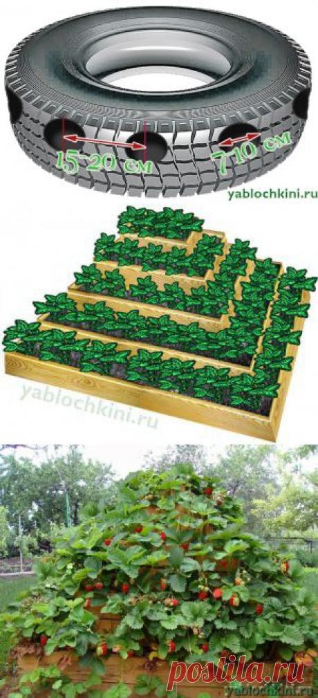 Способы экономии места при выращивании клубники (клубничные пирамиды, клубника в шинах) |