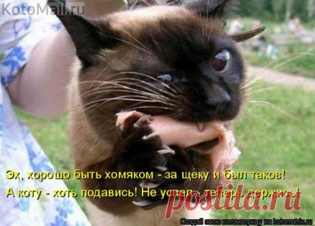 Хорошо быть хомяком.