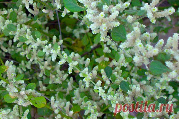 Чудесные свойства травы «Пол-пала» / Будьте здоровы