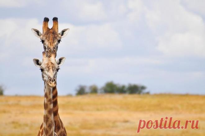 Финалисты конкурса «Смешные фотографии дикой природы»