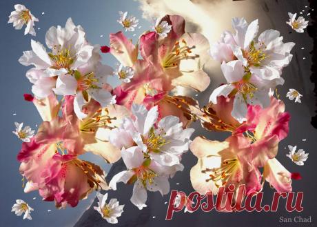 Др Сан Чад * МОДЕРН АРТ | 184 фотографии