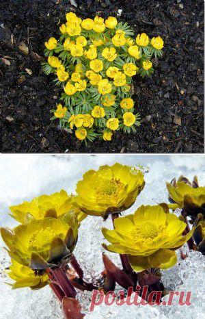 Первоцветы. Весенник. | Для дачников.ру