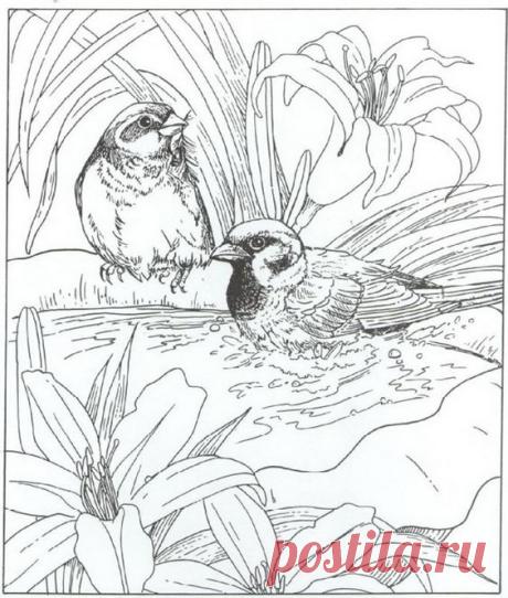 coloring page Nature around the house - Nature around the house | coloring pages