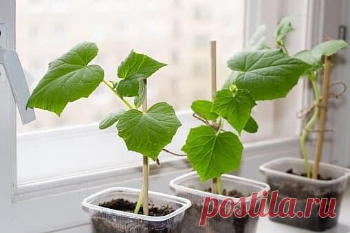 Выращиваем огурцы на подоконнике.

СОРТА. Для выращивания огурцов на окне подойдут сорта, которые не требуют опыления (Апрельский F1, Балаган F1, Балконное чудо F1, Комнатный F1, Зозуля F1 и др.). 

ПОСАДКА. Для каждого куста понадобятся горшки по 3-5 литров. Заполните их обычным грунтом для комнатных растений или для тыквенных культур. Огурцам требуется 12 - 15 часов освещения в день, поэтому их придется досвечивать. 

ПОДКОРМКИ. Первую подкормку мочевиной или аммиачной с...