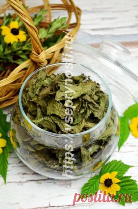 Как засушить мяту на зиму своими руками - пошагово с фото