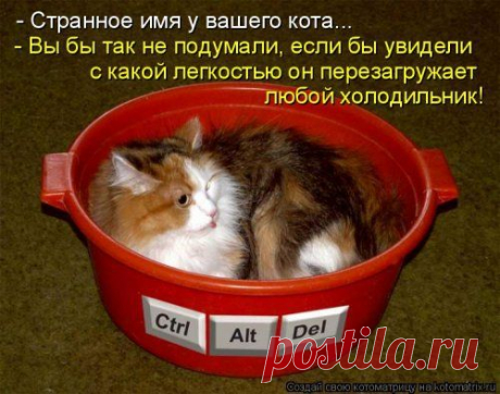 Серьезный контингент (котоматрица)
