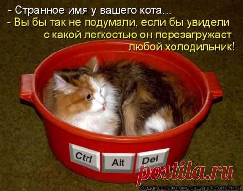 Серьезный контингент (котоматрица)