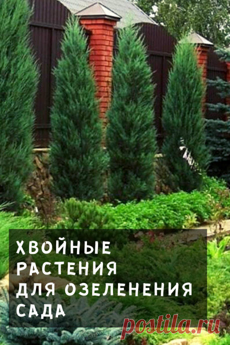 Ели, туи и можжевельники хороши в групповых и одиночных посадках, могут оживить лиственный сад и создать фон для цветника.