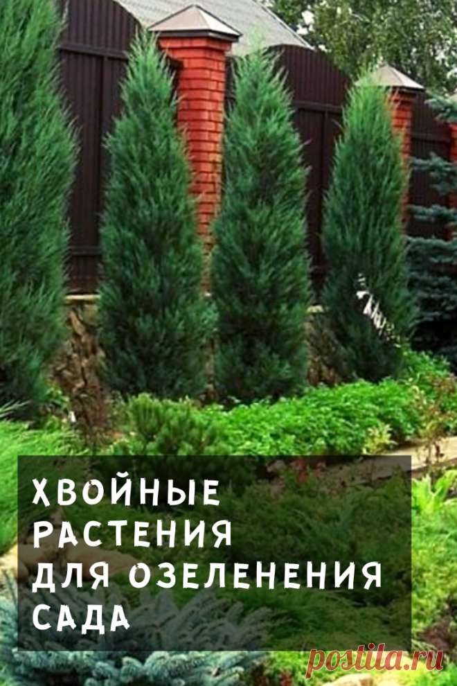 Ели, туи и можжевельники хороши в групповых и одиночных посадках, могут оживить лиственный сад и создать фон для цветника.
