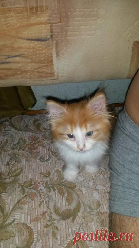 В мае прошлого года забрала самого слабого котенка у дворовой кошки. | Все о наших питомцах