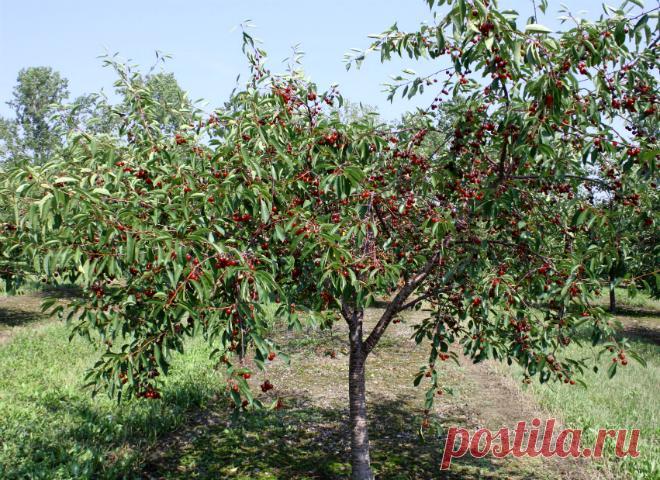 Обрезка вишни – формируем правильную крону год за годом | В саду (Огород.ru)