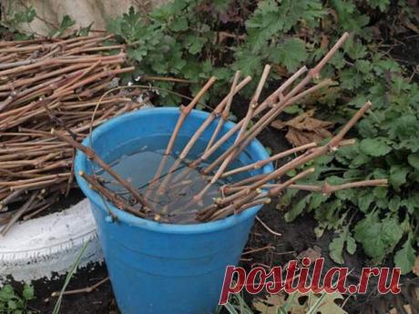 Если черенки укоренились, что дальше? - Огород, сад, балкон - медиаплатформа МирТесен Получить корни на черенках винограда – это уже победа. Но есть одна «фишка»: быстрее всего растут листва и побеги, а корни играют роль догоняющего. И часто бывает так, что сил на корешки у черенка не остается. Такие черенки погибают через две недели после того, как в рост пошли листья. Тем не менее...