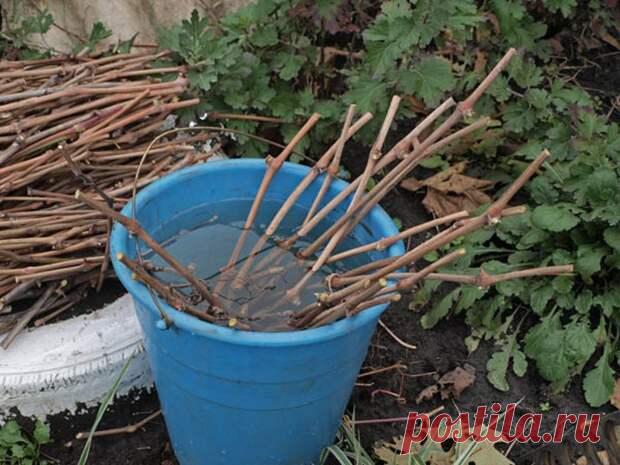 Если черенки укоренились, что дальше? - Огород, сад, балкон - медиаплатформа МирТесен Получить корни на черенках винограда – это уже победа. Но есть одна «фишка»: быстрее всего растут листва и побеги, а корни играют роль догоняющего. И часто бывает так, что сил на корешки у черенка не остается. Такие черенки погибают через две недели после того, как в рост пошли листья. Тем не менее...