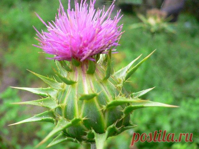 Лечебные свойства травы расторопша