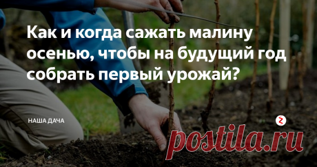 Как и когда сажать малину осенью, чтобы на будущий год собрать первый урожай?   Малину сажают в любое время года, кроме зимы, разумеется. Однако, именно осенняя посадка наиболее благоприятна для малиновых кустов: до будущей весны она успеет укорениться и адаптироваться к условиям вашего сада, а уже следующим летом вы будете наслаждаться первыми ягодками с новых кустиков. Как и когда сажать малину осенью? Прочтем советы опытных садоводов.