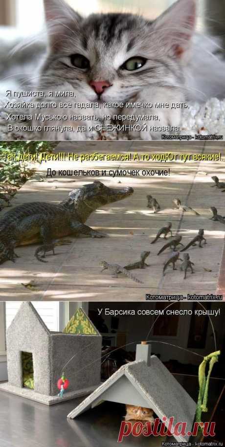 Котоматрица. - С миру по нитке, а у меня блог.