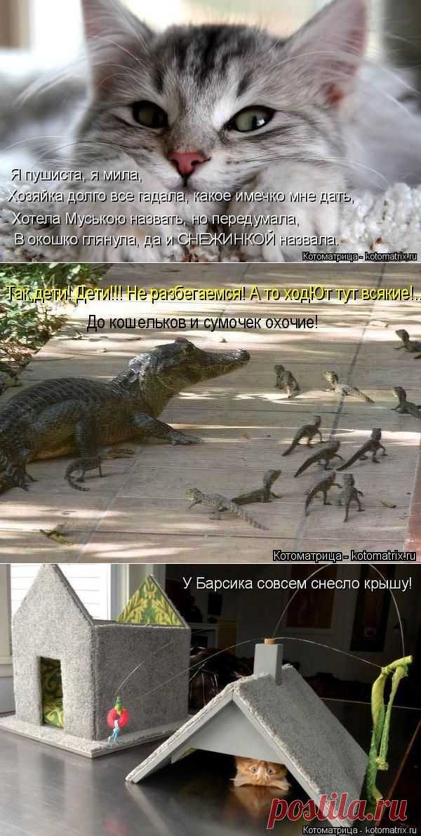 Котоматрица. - С миру по нитке, а у меня блог.
