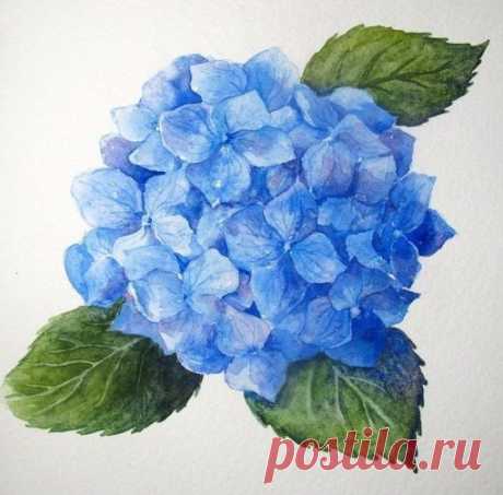 ​Рисуем акварелью гортензию