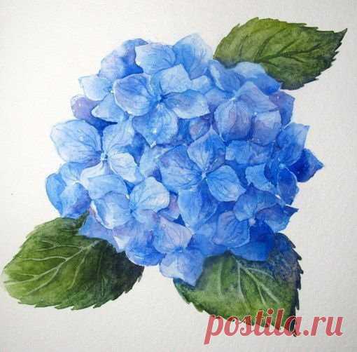 ​Рисуем акварелью гортензию