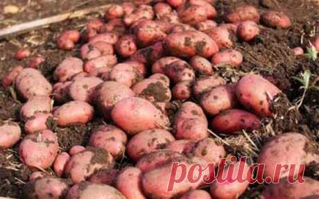 Картофель Жуковский ранний – описание сорта, фото, отзывы