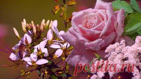 пчела  у розы