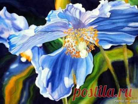 Дуэт ДЗА ПИНАЦ - Маленький цветок (Petite Fleur)