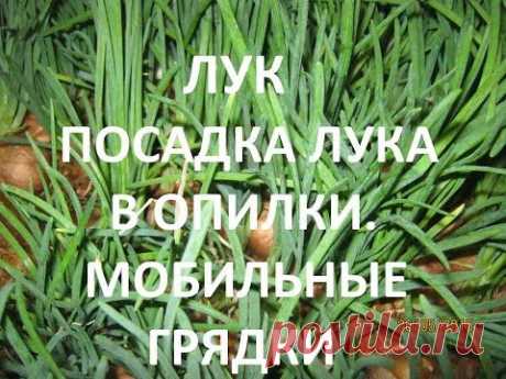 Одноклассники